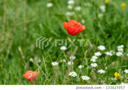 Poppies and White Flowers in a Green Field 133825957