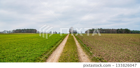 Dirt road in countryside. Country road in field. Country road to village. Straight country way and field nature. Rural road through farmland. Rural way to village in countryside panorama 133826047