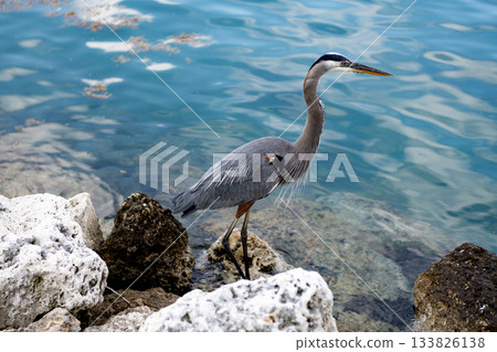 Heron sitting outdoor. A lonely great blue heron at the sea. Blue heron near water. Sea bird. Fauna and nature. Heron observing the water. Sea bird with beak and feather color morph 133826138
