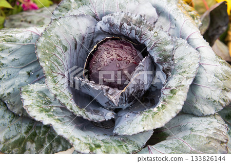 Harvest crop. Cabbage vegetable, Acephala Brassica. Autumn harvest. Brassica cabbage vegetable. Farming and harvest Harvest crop. Cabbage vegetable, Acephala Brassica. Autumn harvest. Brassica cabbage vegetable. Farming and harvest 133826144
