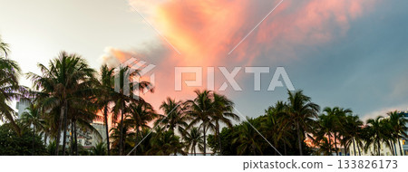 Exotic nature. Palm tree. Summer vacation in Miami south beach, Florida. Palm tree on sunny day. Tropical beach in Miami. Tropical outdoor scene with palm tree. Tropical summer vacation 133826173