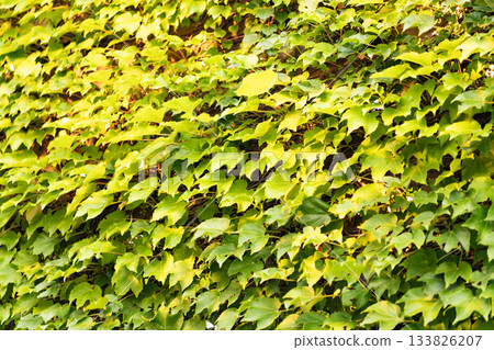 Maple green leaves. Leaves green color. Nature beauty. Season weather. Green maple leaf natural background. Autumn nature. Green leaves on forest tree. Seasonal tree 133826207