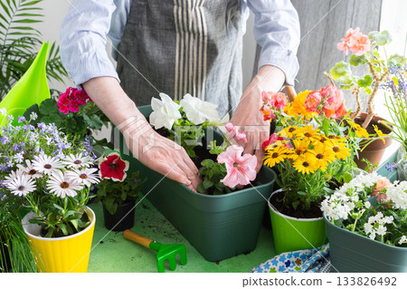 A man planting colorful petunias in pots, surrounded by lush greenery, capturing spring gardening and hobby vibes, spring decoration of a home balcony or terrace with flowers 133826492