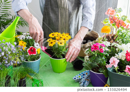 Home balcony spring setup with man planting flowers, colorful Osteospermum in pots, surrounded by greenery, evoking leisure and nature care Home balcony spring setup with man planting flowers, colorful Osteospermum in pots, surrounded by greenery, evoking leisure and nature care 133826494