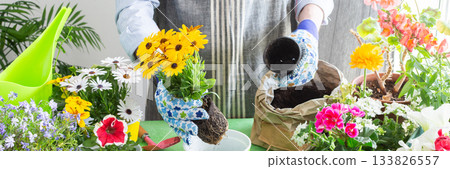 Spring terrace or balcony decorated with blooming flowers, Osteospermum being planted in pots by a man, framed by green foliage, highlighting hobby gardening and spring freshness, banner Spring terrace or balcony decorated with blooming flowers, Osteospermum being planted in pots by a man, framed by green foliage, highlighting hobby gardening and spring freshness, banner 133826557