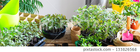 Young green seedlings of tomato and pepper in eco friendly pots, pricking out, transplanting seedlings from plastic containers into peat pots Young green seedlings of tomato and pepper in eco friendly pots, pricking out, transplanting seedlings from plastic containers into peat pots 133826568