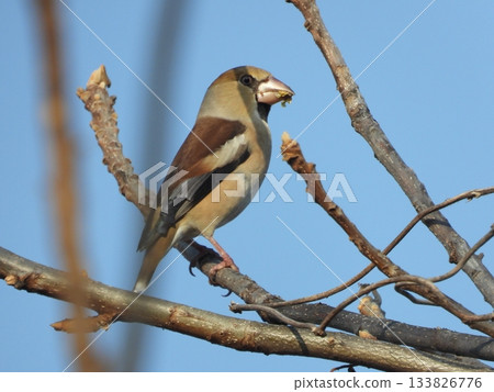 A hawfinch perched on a tree branch taken at a nearby stream 133826776