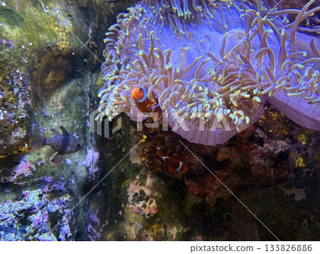 隱藏在海葵中的小丑魚，構成了一個充滿活力的水下世界 133826886