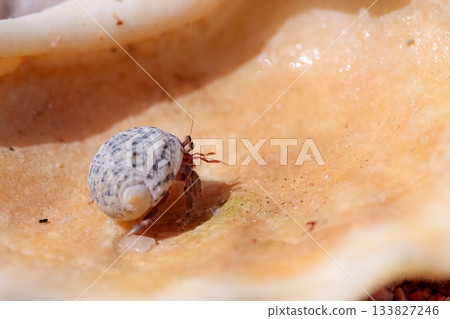 Hermit crab on the beach Hermit crab on the beach 133827246