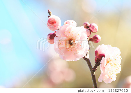 梅花（我家鄉的錦梅） 133827610