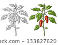Branch of jalapeno plant with leaf and pepper. Vintage engraving 133827620