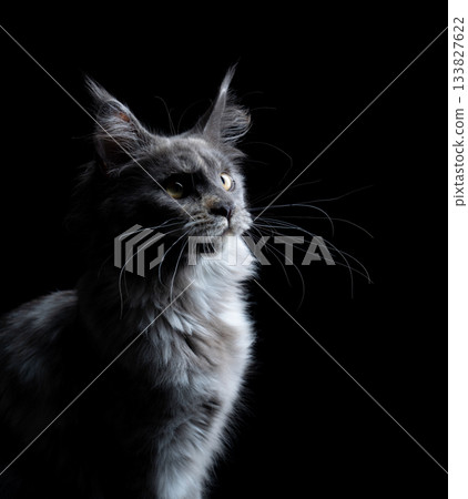 Maine Coon cat side profile view 133827622