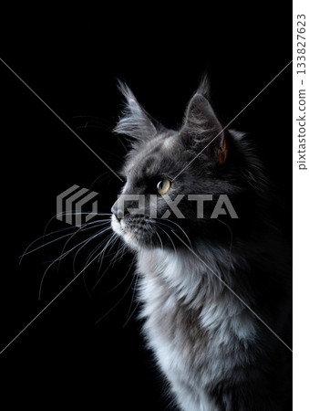 Maine Coon cat side profile view Maine Coon cat side profile view 133827623