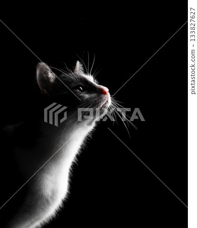 profile view of a tuxedo cat looking curiously 133827627