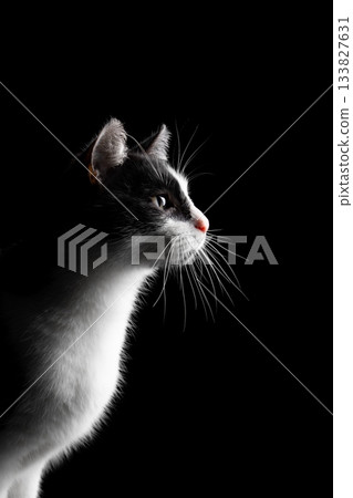 profile view of a tuxedo cat looking curiously profile view of a tuxedo cat looking curiously 133827631