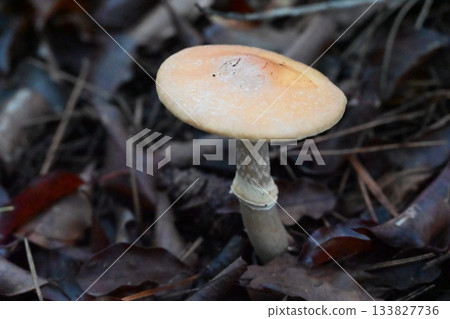 Mushrooms from the foot of Mount Fuji Mushrooms from the foot of Mount Fuji 133827736