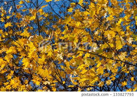 Yellow-colored broadleaf trees Yellow-colored broadleaf trees 133827793