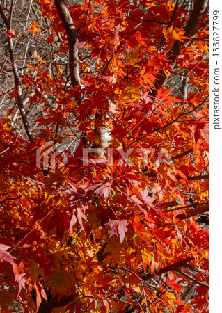 Momiji who changed leaves Momiji who changed leaves 133827799
