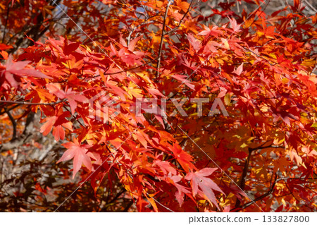 Momiji who changed leaves 133827800