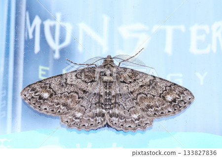 A male white-striped geometrie resting on a vending machine 133827836