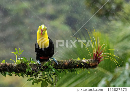 colourful Toucan bird sitting branch colourful Toucan bird sitting branch 133827873