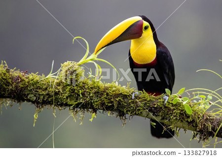 Toucan, Costa Rica, Central America, South America, Toucan, Costa Rica, Central America, South America, 133827918