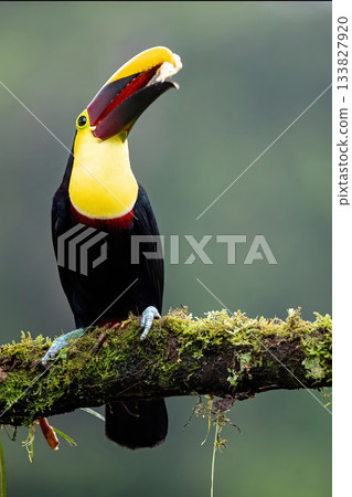 Toucan, Costa Rica, Central America, South America, Toucan, Costa Rica, Central America, South America, 133827920