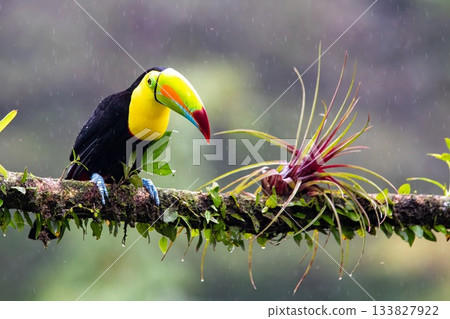 Toucan, Costa Rica, Central America, South America, Toucan, Costa Rica, Central America, South America, 133827922