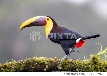 Toucan, Costa Rica,  Central America, South America, 133827923