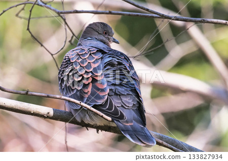 斑鳩 斑鳩 133827934