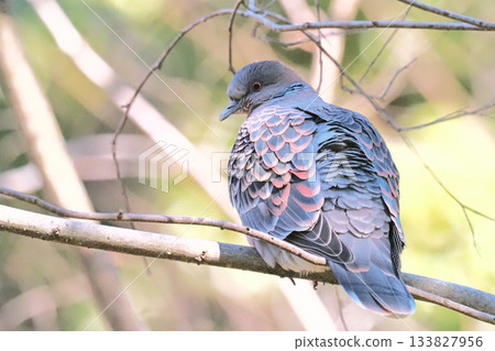 Turtledove  133827956