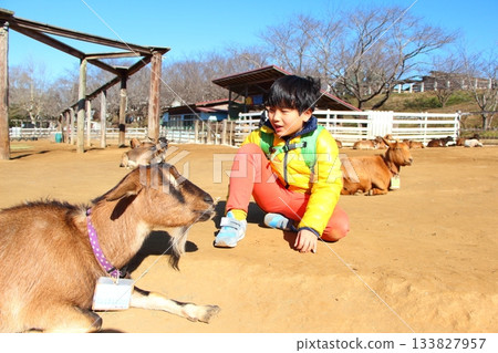Boy interacting with goats 133827957