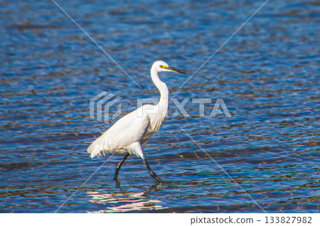 一隻白鷺鷥站在水中央 一隻白鷺鷥站在水中央 133827982