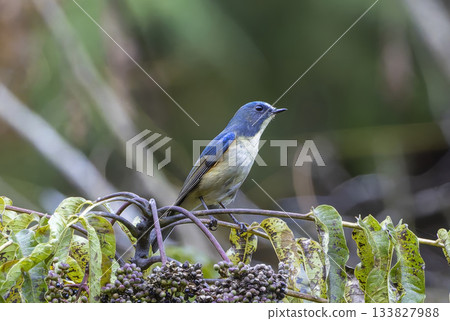 Red-flanked bluetail perching on a tree branch 133827988