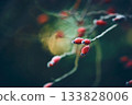 Frosty rose hips 133828006