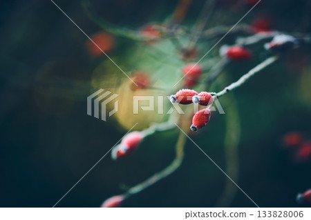 Frosty rose hips 133828006