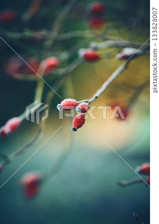 Frosty rose hips 133828007