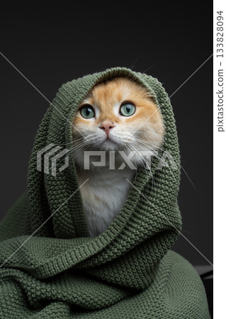 british shorthair cat covered with blanket british shorthair cat covered with blanket 133828094