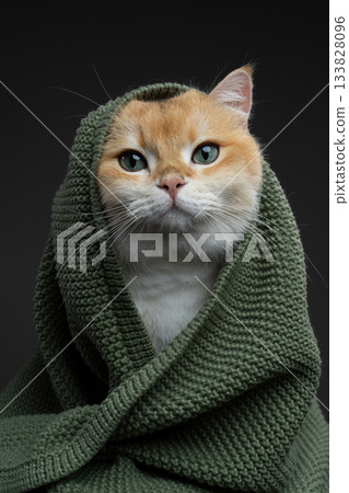 british shorthair cat covered with blanket british shorthair cat covered with blanket 133828096