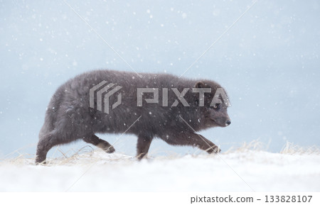 Blue morph Arctic fox walking in a snowy winter landscape Blue morph Arctic fox walking in a snowy winter landscape 133828107