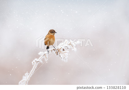 Female European stonechat perched on frosted stem in falling snow 133828110