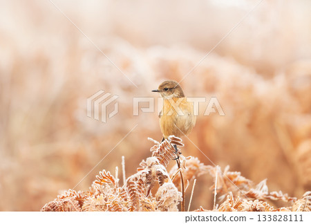 Female European stonechat perched on frosted stem in winter Female European stonechat perched on frosted stem in winter 133828111