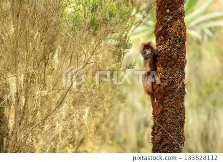 Curious juvenile Gelada monkey perched on tree in Simien Mountains National Park, Ethiopia Curious juvenile Gelada monkey perched on tree in Simien Mountains National Park, Ethiopia 133828112