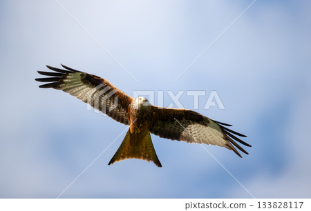 Red kite soaring in flight against blue sky 133828117