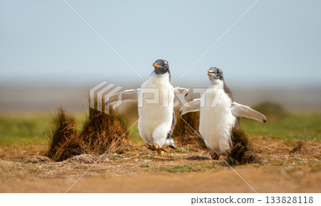 Two happy Gentoo penguin chicks running on grass in Falkland Islands 133828118