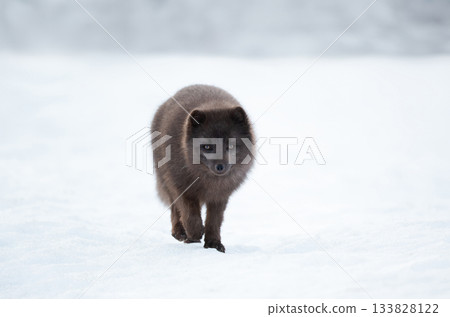 Blue morph Arctic fox walking in a snowy white winter landscape Blue morph Arctic fox walking in a snowy white winter landscape 133828122