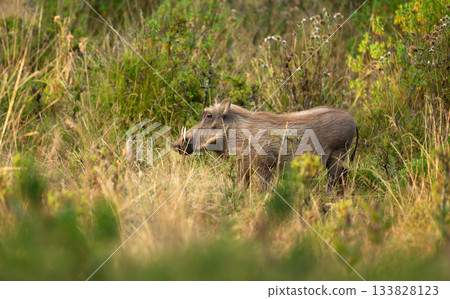 Wild common warthog foraging in natural Ethiopian habitat Wild common warthog foraging in natural Ethiopian habitat 133828123