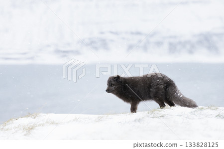 Blue morph Arctic fox standing in a snowy white winter landscape Blue morph Arctic fox standing in a snowy white winter landscape 133828125