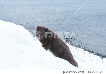 Blue morph Arctic fox standing on a steep snowy bank next to the ocean Blue morph Arctic fox standing on a steep snowy bank next to the ocean 133828126