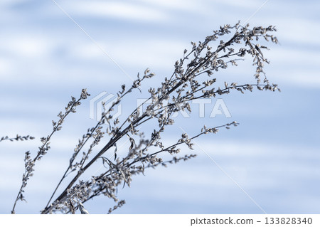 Frosty plant stems reach toward a clear blue winter sky, capturing delicate ice crystals 133828340